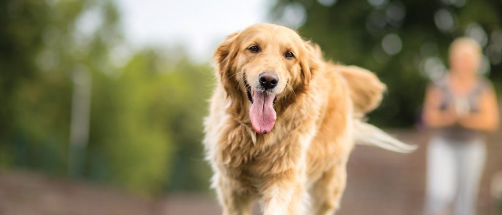 An Active Golden Retriever Pants With Its Tongue Out