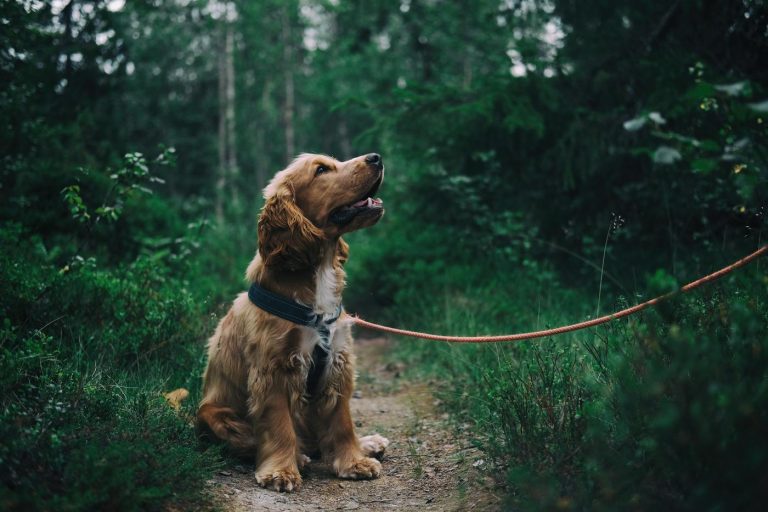 Camping mit Hund: Die Natur mit dem Haustier genießen 