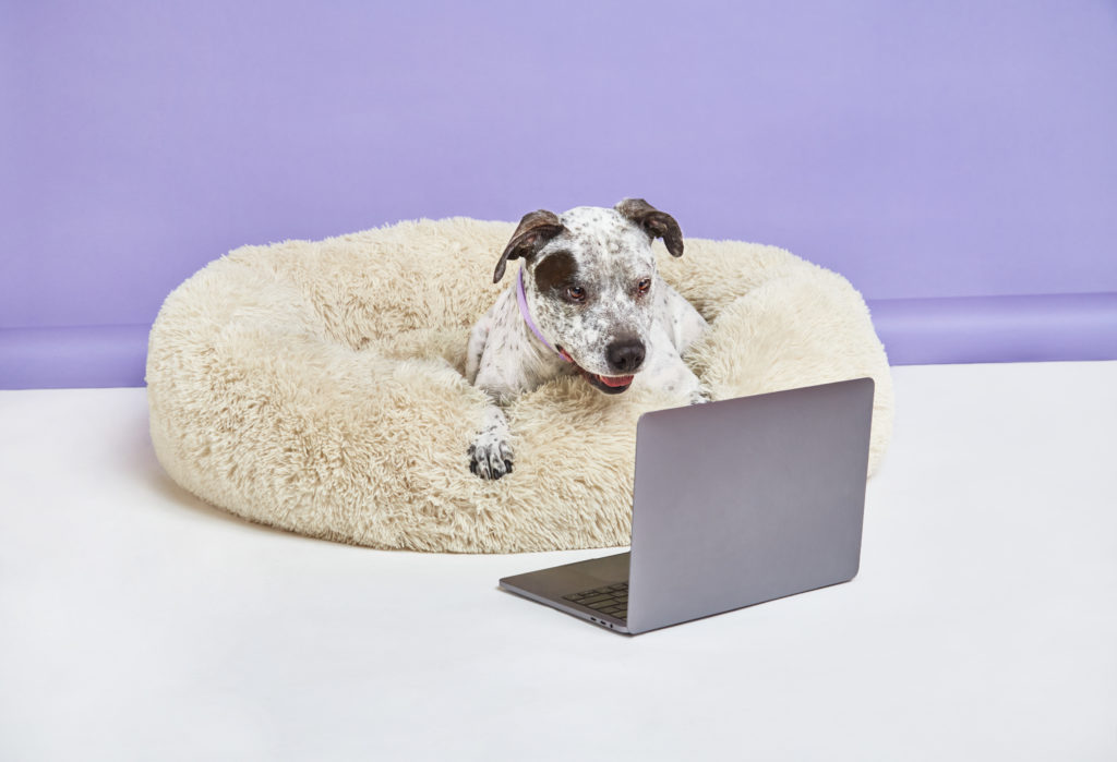 Ellevet Dog with laptop