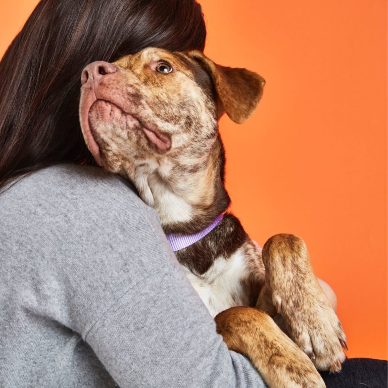 Einen Hund adoptieren: Wo man suchen und was man fragen sollte 