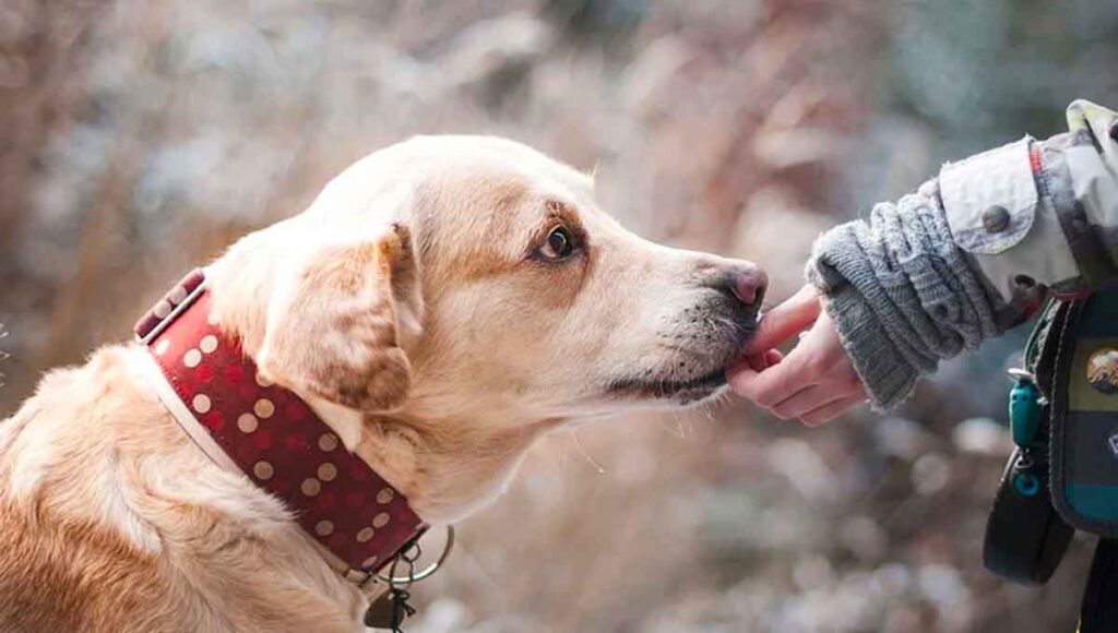 Ein Hundeausführer füttert einen älteren Hund mit einem CBD-Kauartikel