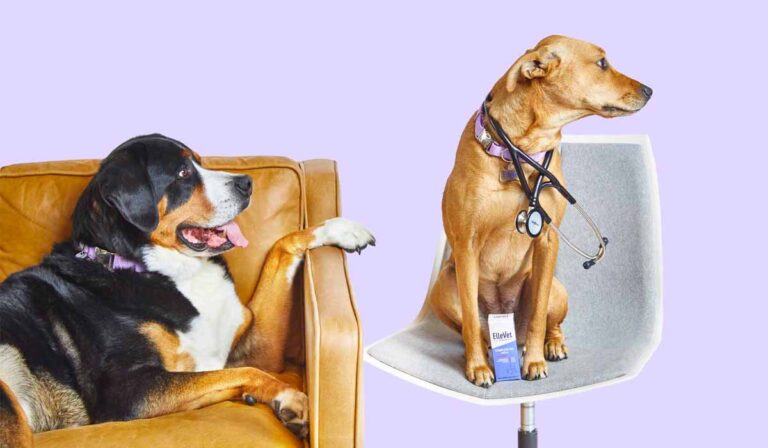Trazodon für Hunde: Anwendung, Sicherheit und Nebenwirkungen 