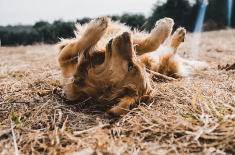 Hot Spots, gereizte Haut und Allergien bei Hunden 