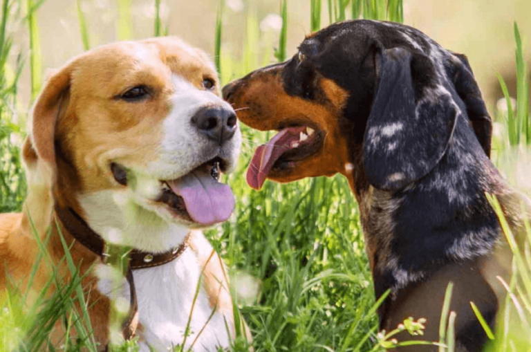 Die drei wichtigsten Vorsichtsmaßnahmen für Ihren Hund gegen das Staupe Virus 