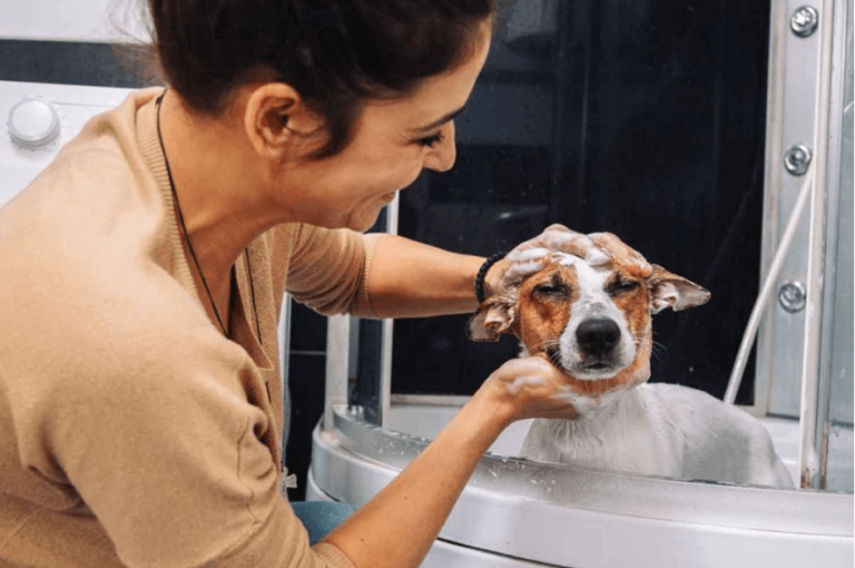 Hundebaden: Wie oft sollten Sie Ihren Hund baden? 
