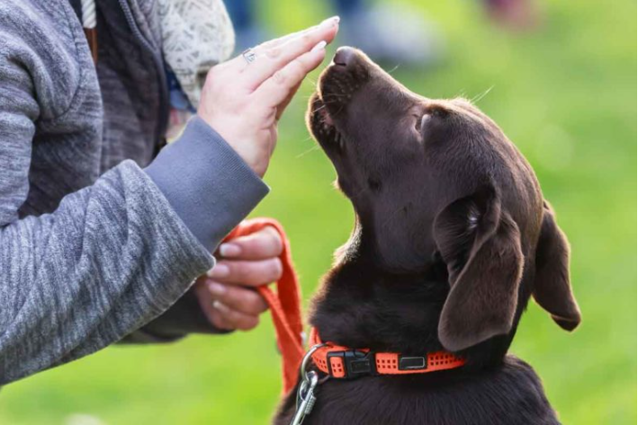 Hunderassen und Training: Was man wissen sollte, bevor man einen neuen Hund zu sich nimmt 