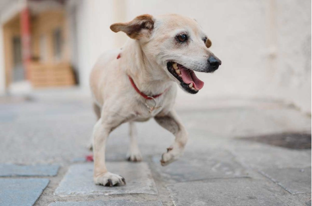 Fünf mögliche Gründe, warum Ihr Hund humpelt und wie Sie helfen können 