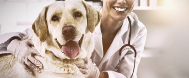 ElleVet schließt Forschung zur CBDA-Absorption bei Hunden ab 