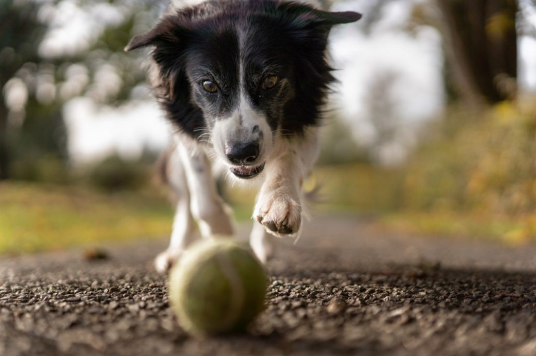 Hund rennt dem Ball hinterher