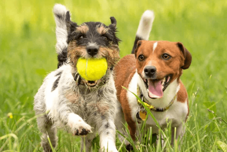 hund und ball