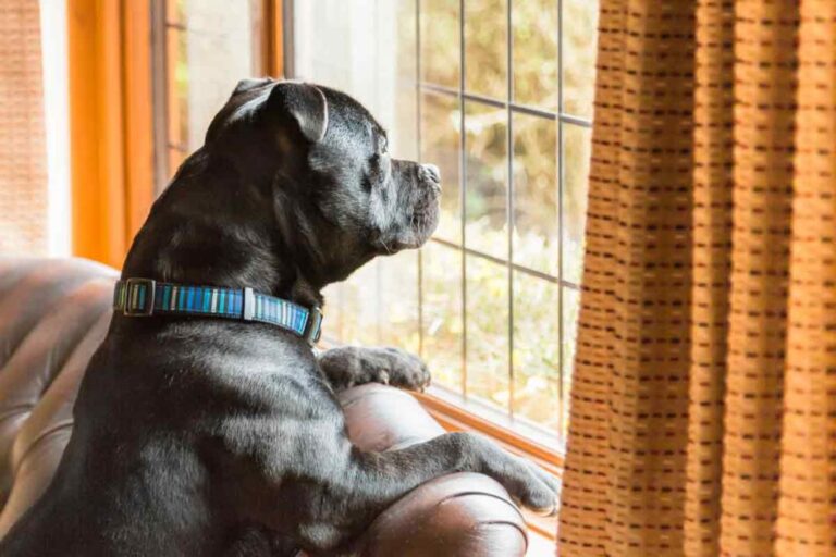 Stress bei der Trennung von Hunden: Was Besitzer wissen müssen 