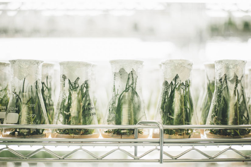 Pflanzen wachsen in Glasflaschen