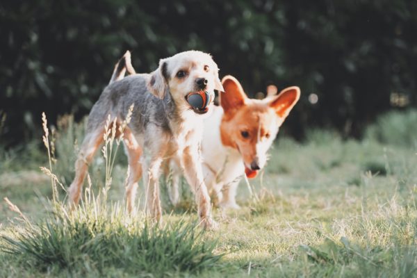 Zwei Hunde spielen im Gras